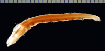 Media type: image; Ichthyology 66769